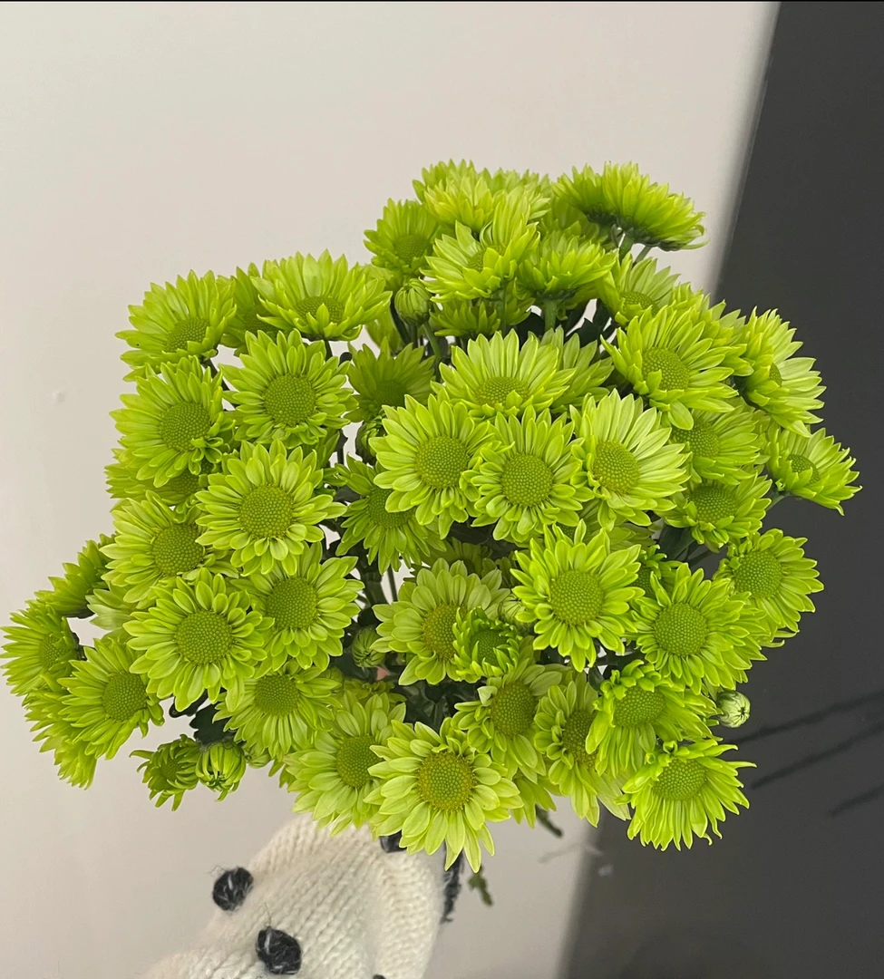 10枝绿精灵小雏菊 任意两单顺丰或京东快递 云南鲜花基地直发