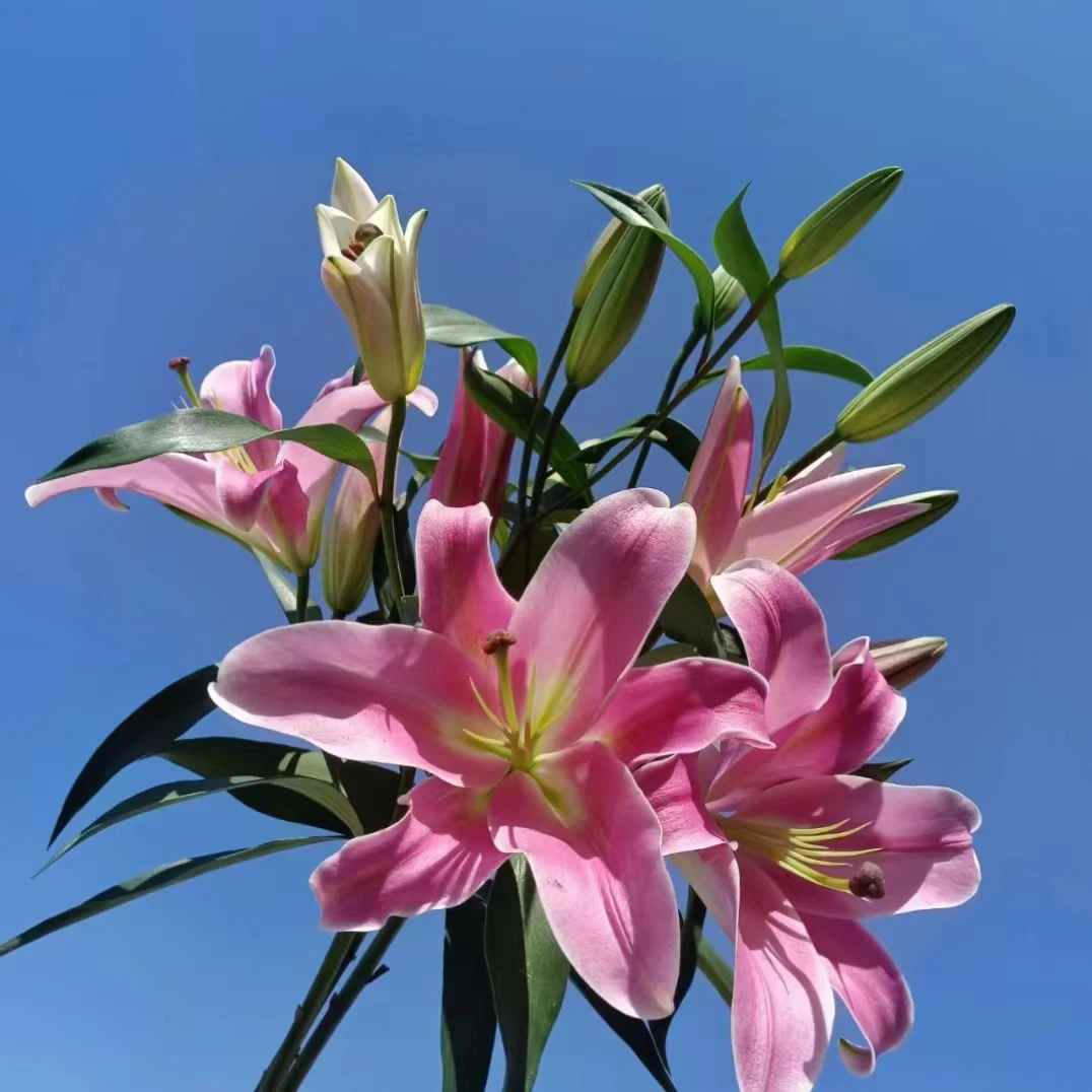 普拉芬多多头百合  任意两单顺丰或京东快递 云南鲜花基地直发