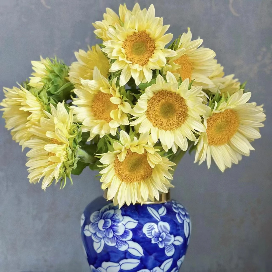 奶油向日葵 （不卖大小）花期长 任意两单顺丰或京东快递 云南鲜花