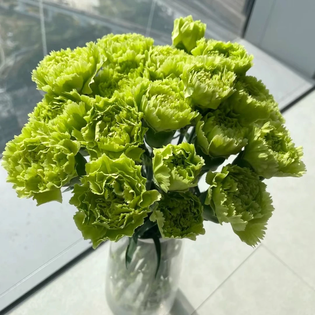 绿色单头康乃馨云南鲜花基地直发室内水培鲜切花