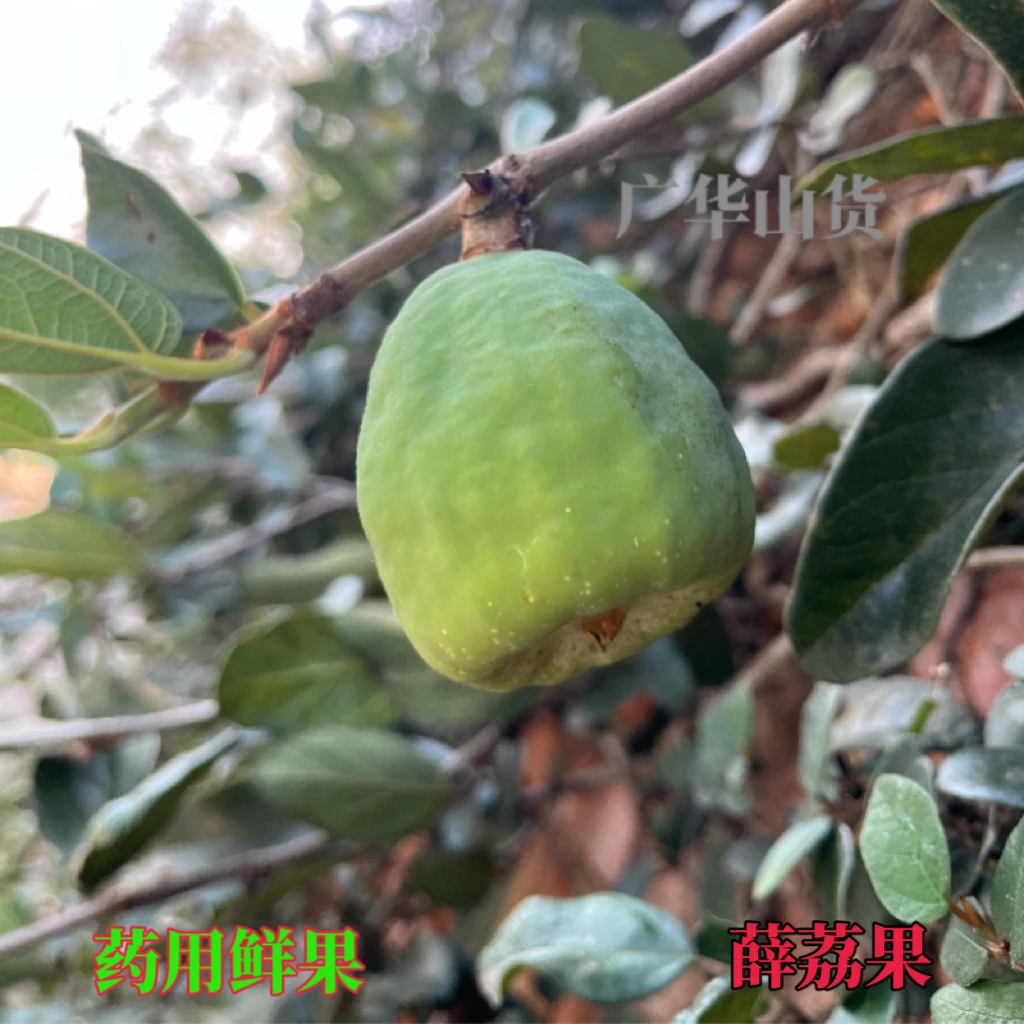 深山采摘中药材新鲜薜荔果奶母霹雳果木莲果木馒头爱玉果冰粉果