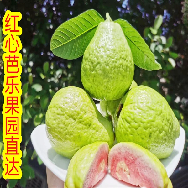 新一季福建漳州脆爽红心芭乐上市了番石榴产地直达3斤/5斤