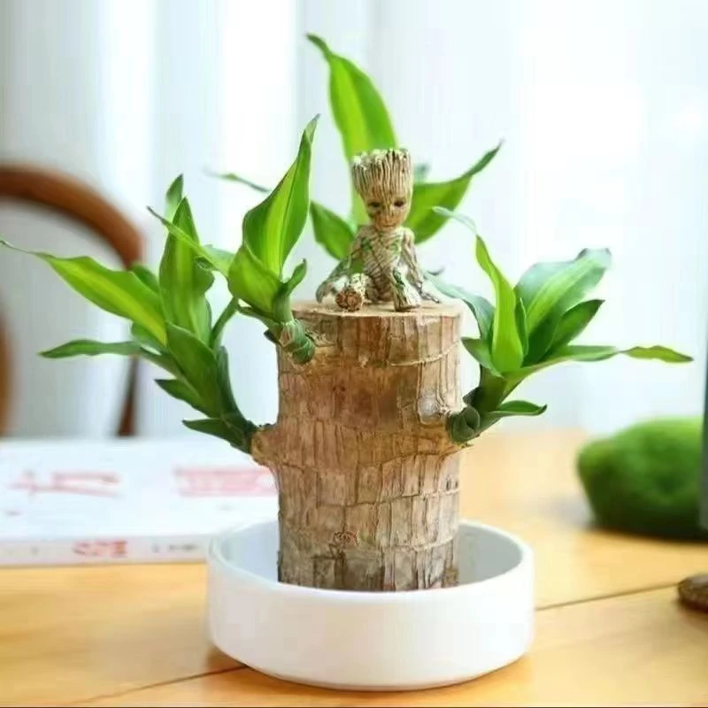 巴西木格鲁特水养幸运木水培室内招财盆栽植物宿舍桌面绿植
