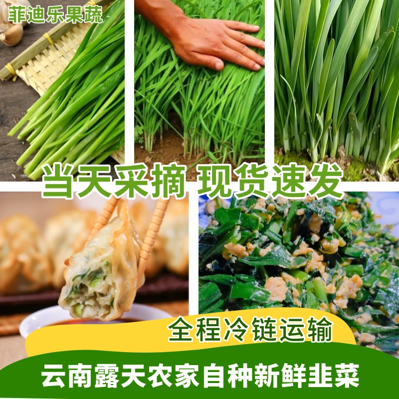 【头茬应季】云南露天高山农家自种韭菜新鲜蔬菜现割现发原产地直发