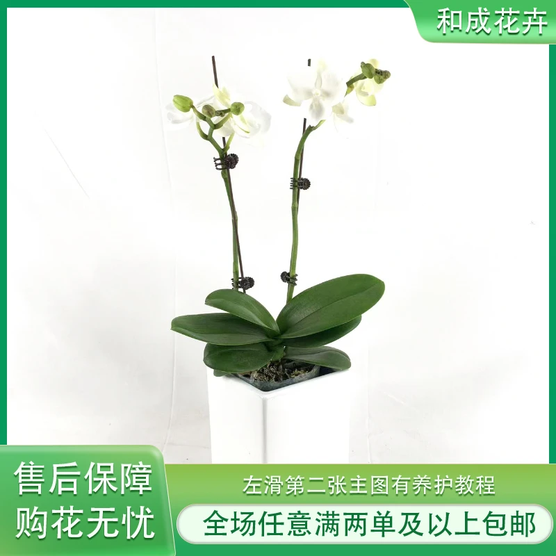 和成花卉【白天鹅】带花发货 蝴蝶兰基地直发