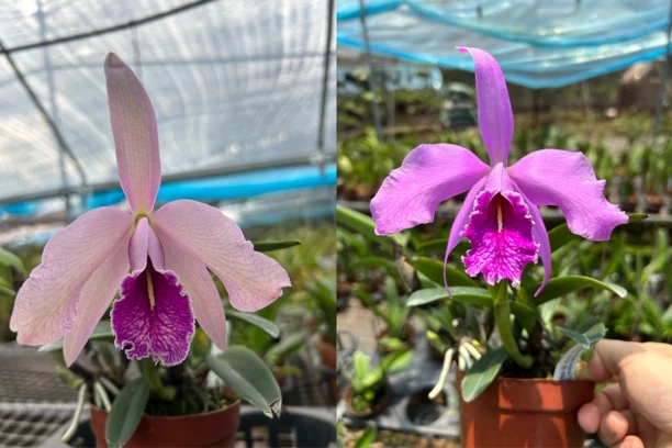 红色马西马原种卡特兰C.maxima fma rubra‘Passenger‘浓香大花