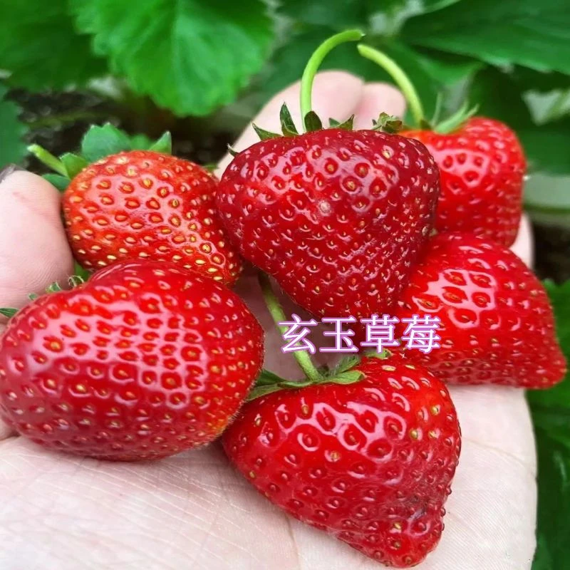 新品种玄玉草莓苗原土带盆四季种植室内外盆栽地栽南北方当年结果