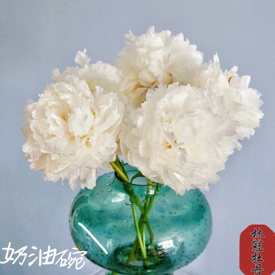 【预售.芍药.奶油碗】进口精品鲜切重瓣大芍药花苞插花基地直发