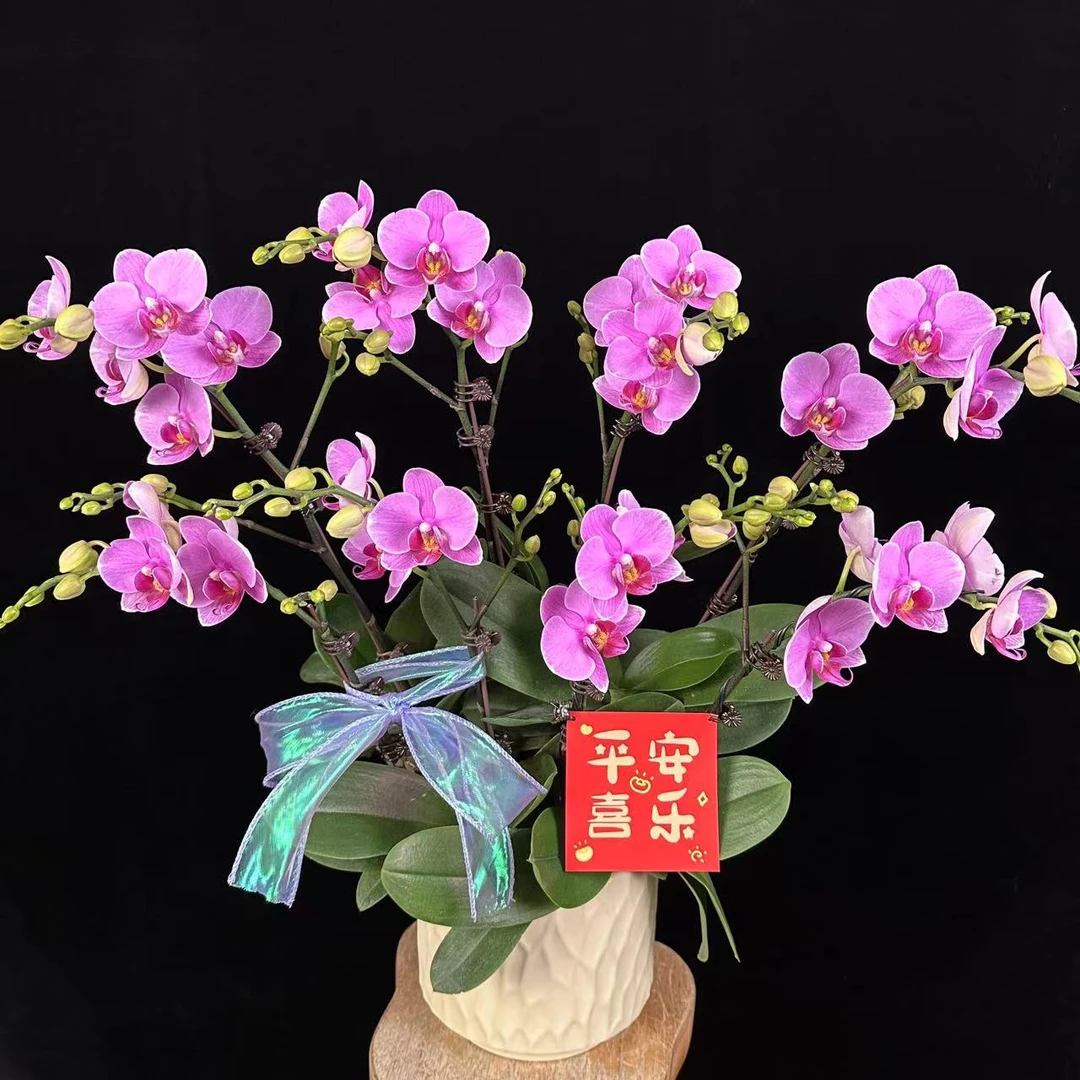鲜花（七彩祥云）蝴蝶兰 紫色系花花3.0加大加高杯  室内花卉