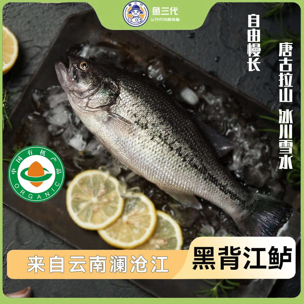 【黑背江鲈400g】有机鲈鱼淡水鱼新鲜少刺肉质鲜嫩宰杀去内脏澜沧江