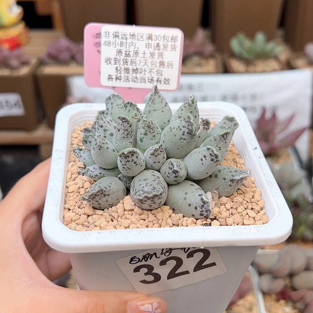 322白肌海豹多肉植物