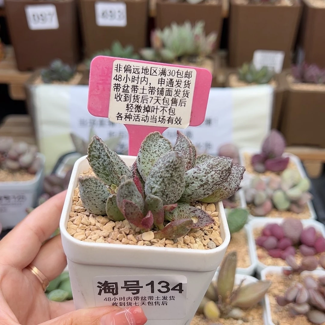 134草莓多肉植物