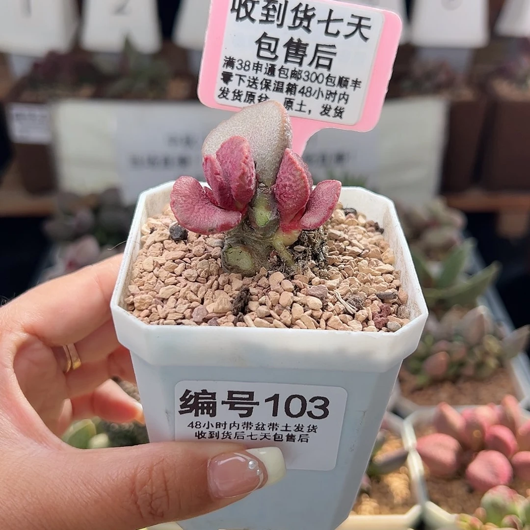 103妖姬多肉植物