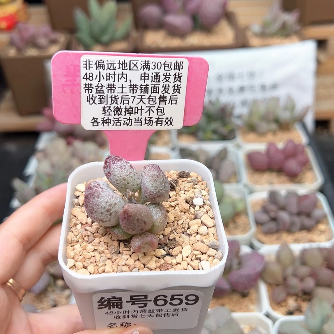某***书659玛丽安多肉植物