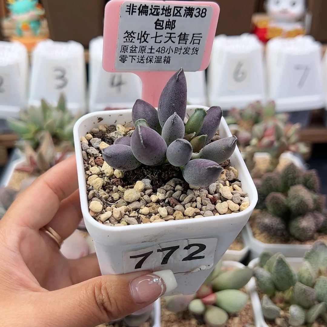 772艺妓海豹多肉植物