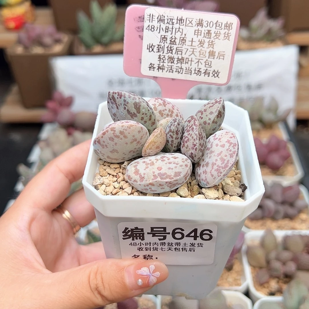 646花旦多肉植物