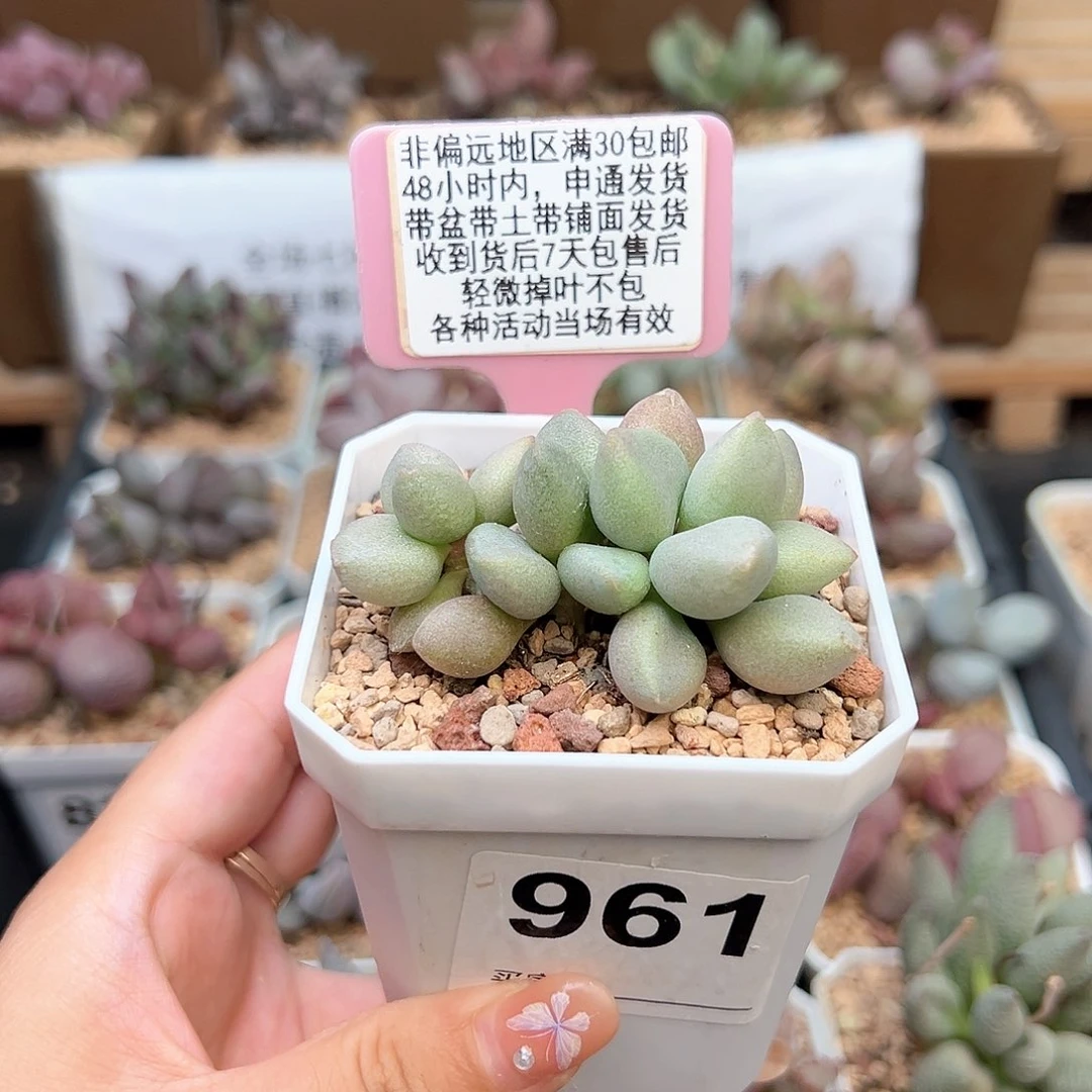 用****6961白糖豆多肉植物