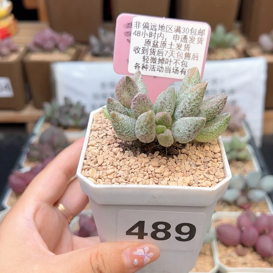 489七彩仙女多肉植物