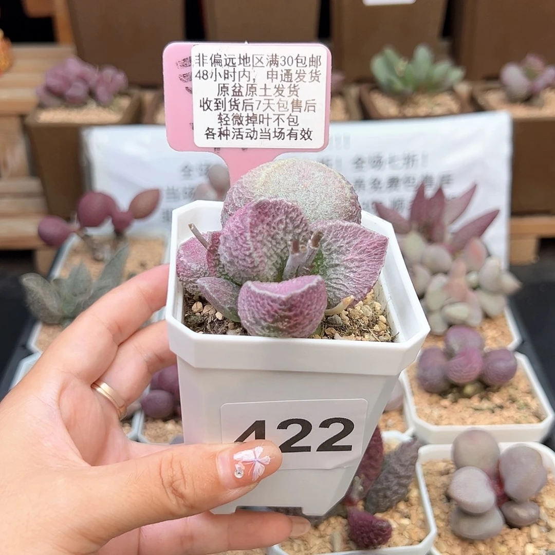 吴****5422丸叶哈默猪肝多肉植物