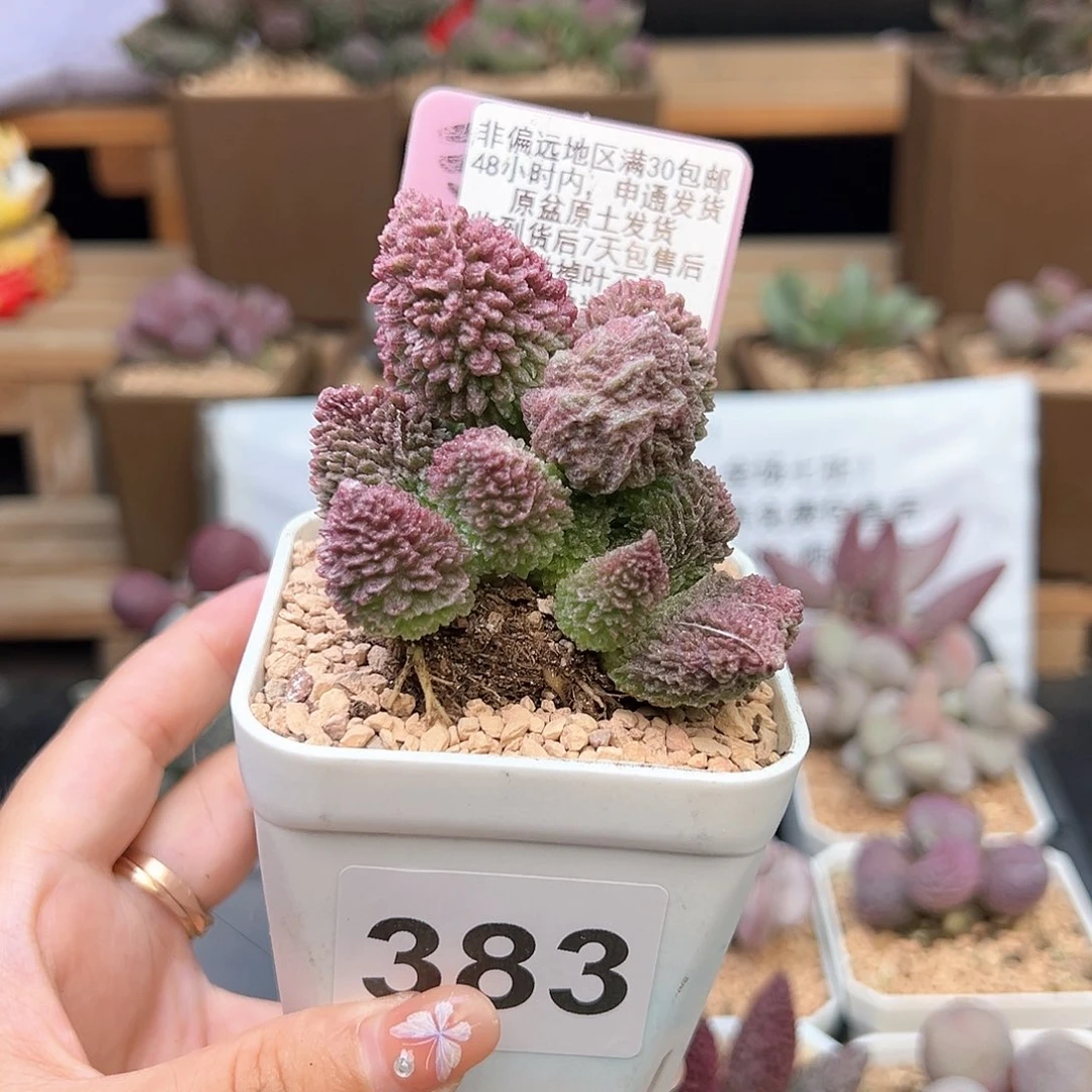 熊***妈383朱紫玉多肉植物