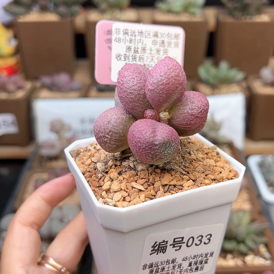 033少女心多肉植物