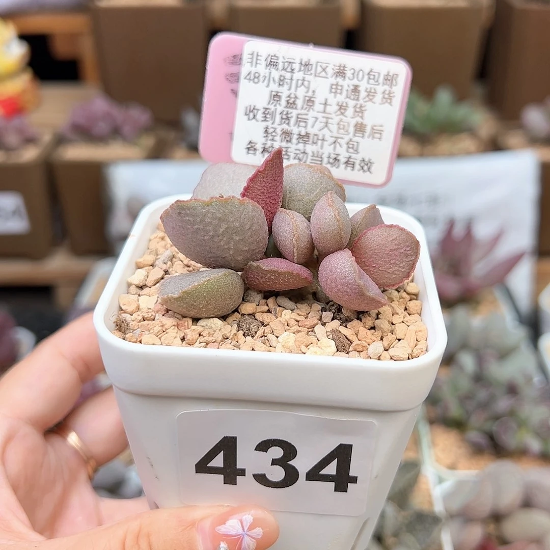 434妖姬多肉植物