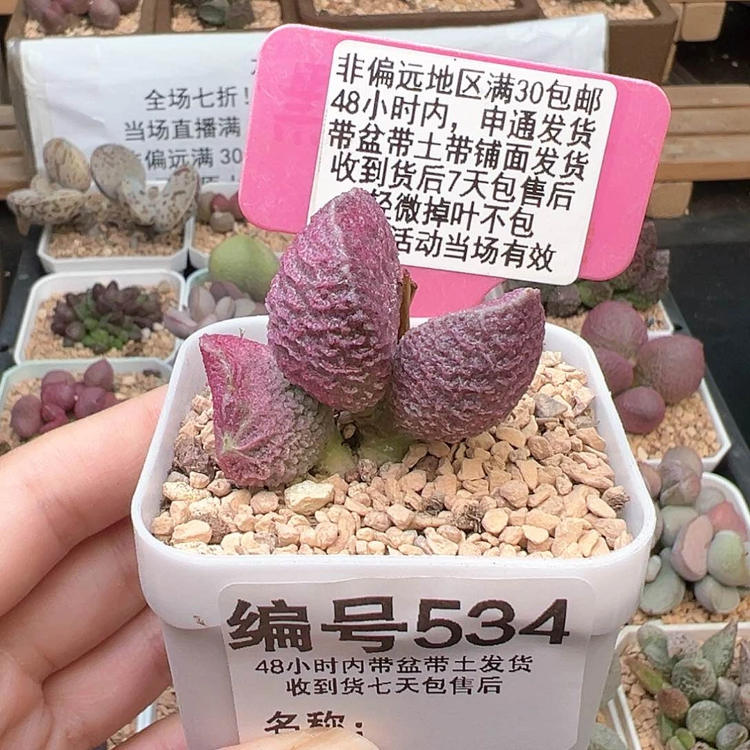 534哈默猪肝多肉