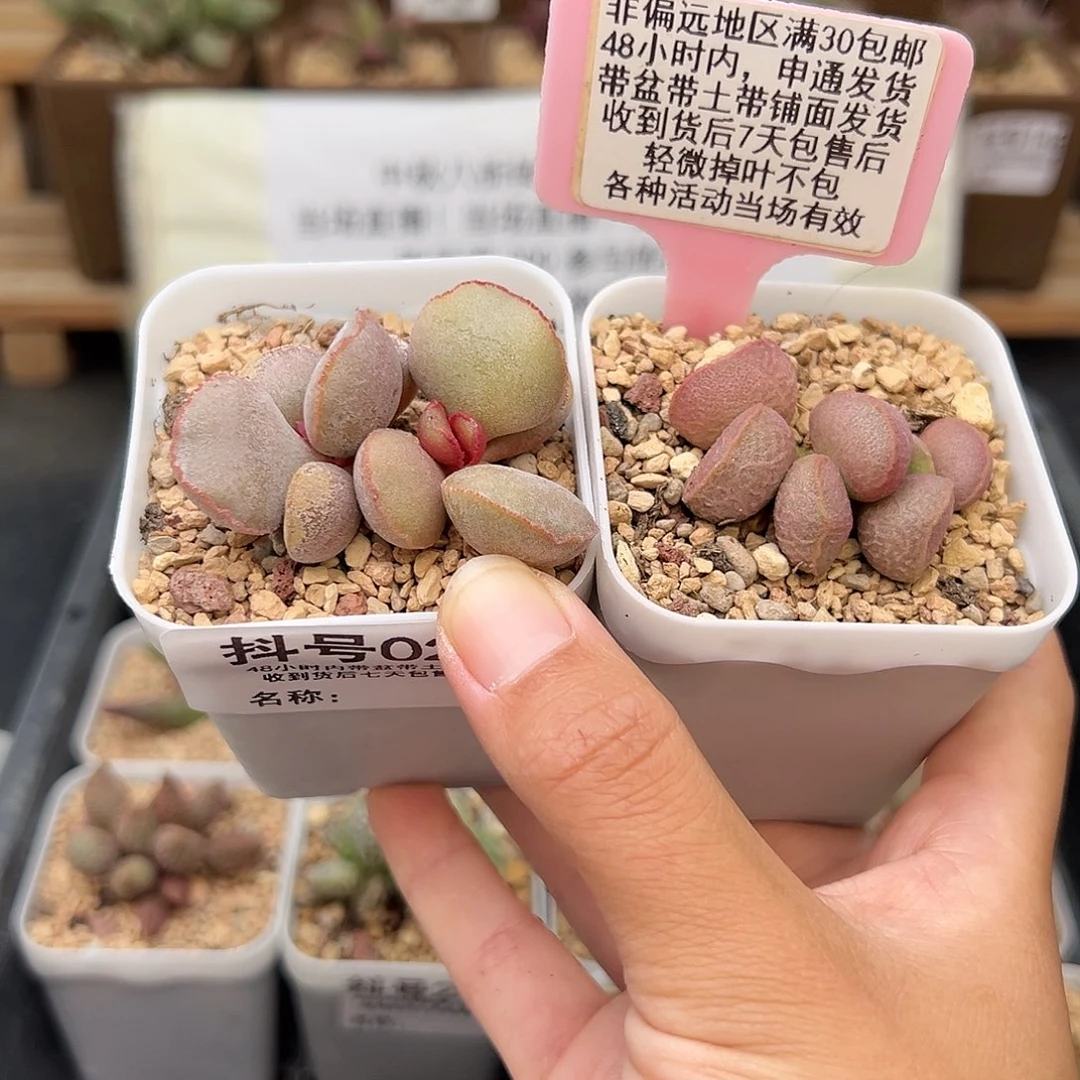 022饺子黛安娜多肉