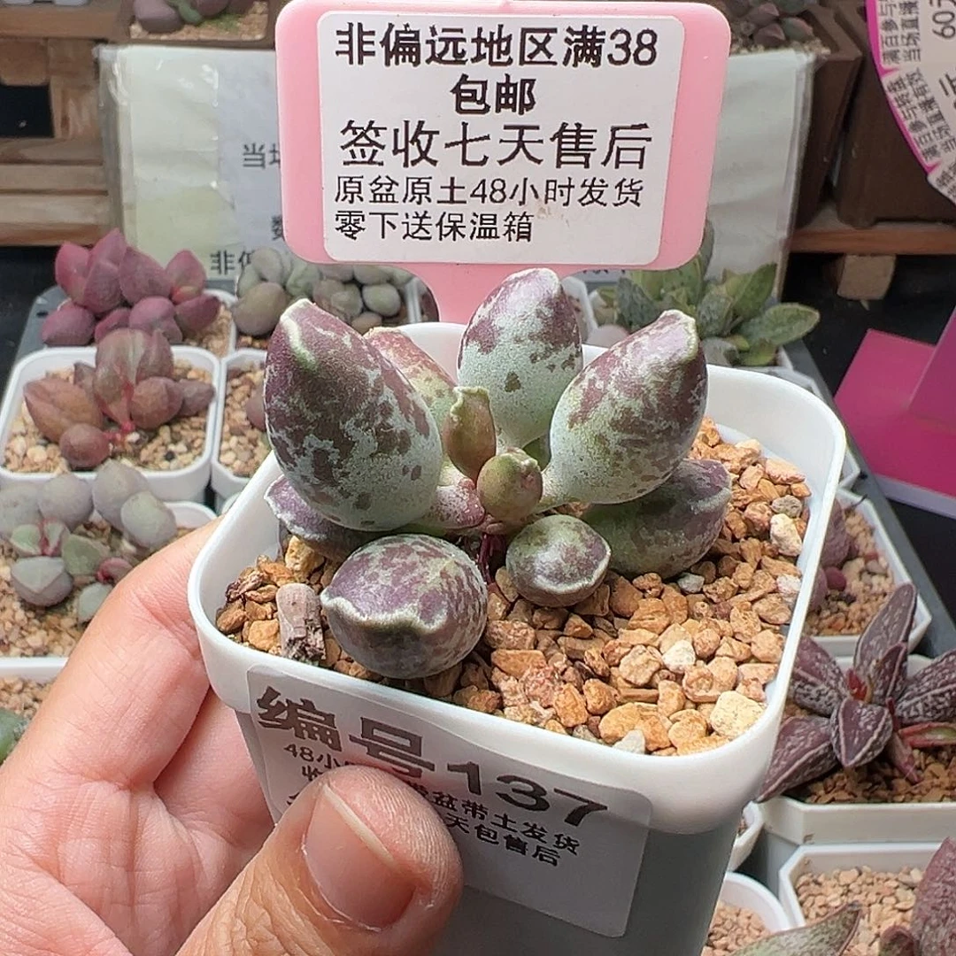 北***137紫肌海豹二代