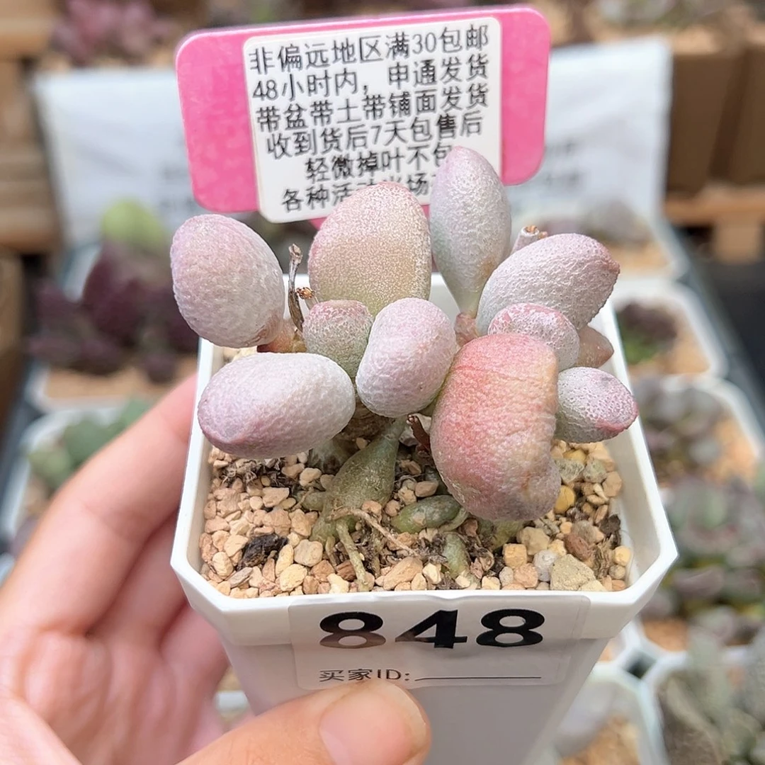 848奶油泡芙多肉