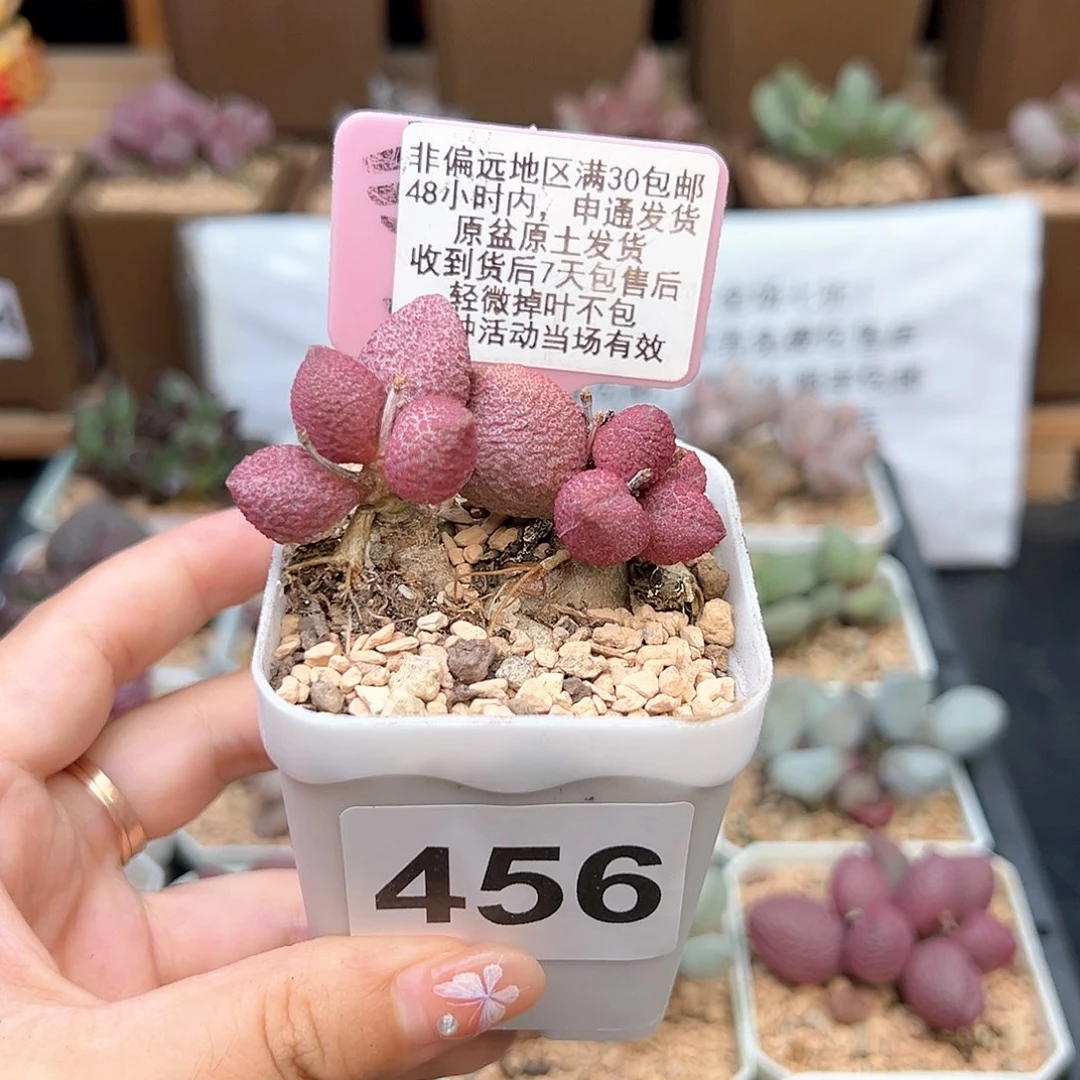 456服部多肉植物