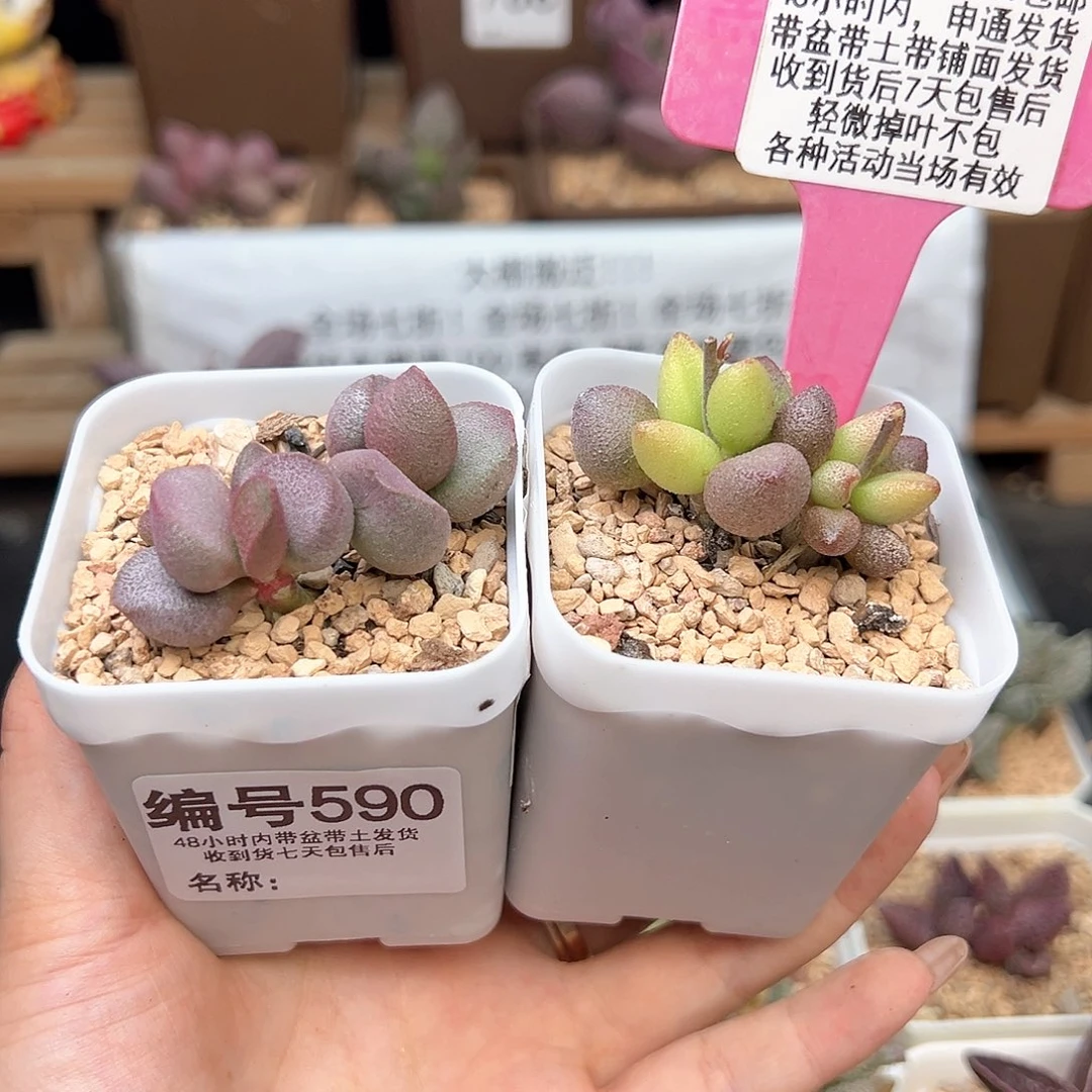590甜心小红嘴多肉植物