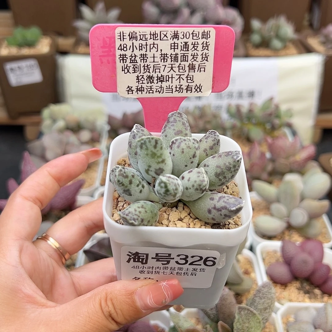 326特白肌海豹多肉植物