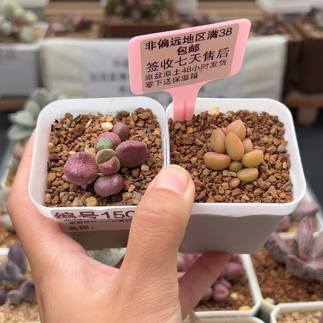 150夏娃梦露多肉