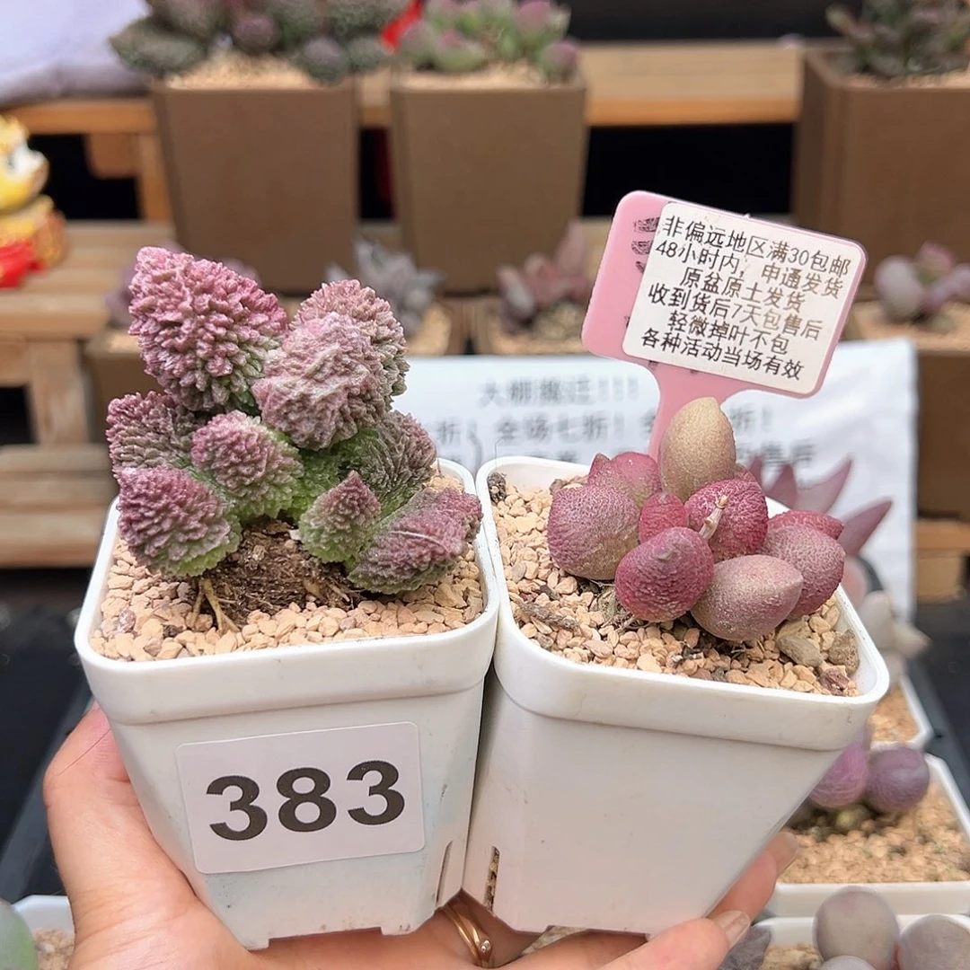 383朱紫玉服部多肉植物