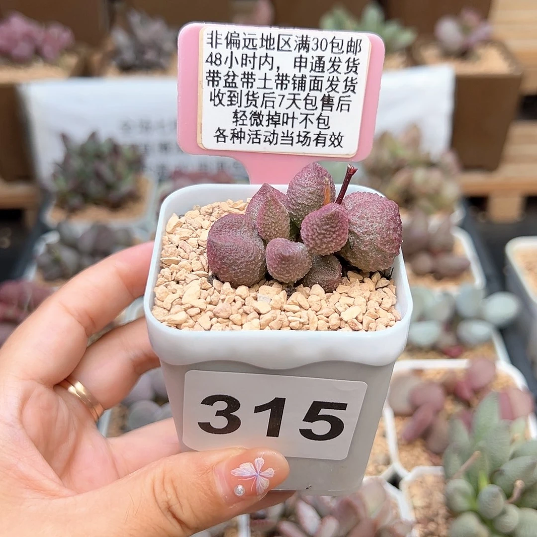 用****6315水蜜桃多肉植物