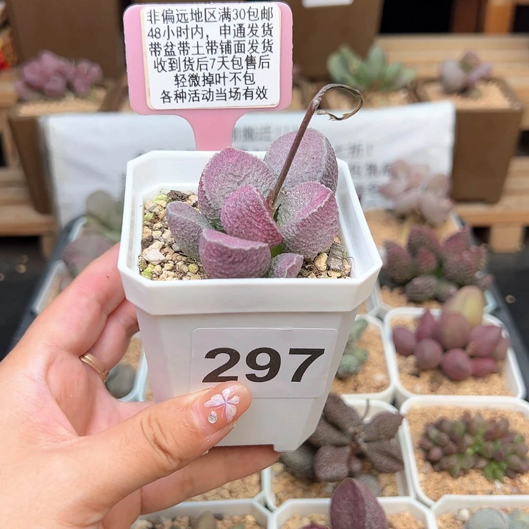 B****e297哈默猪肝多肉植物