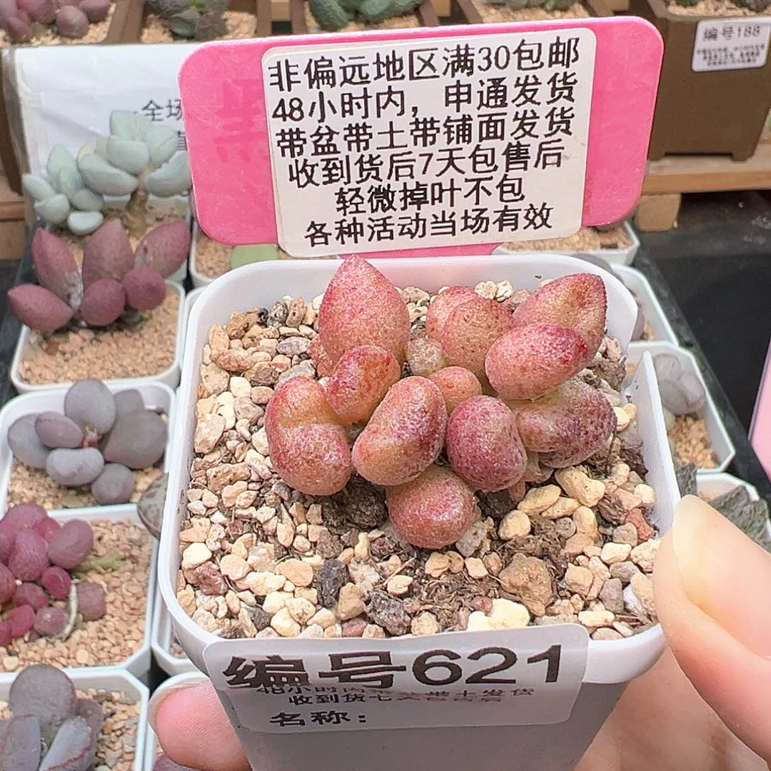 621蜜桃格林多肉