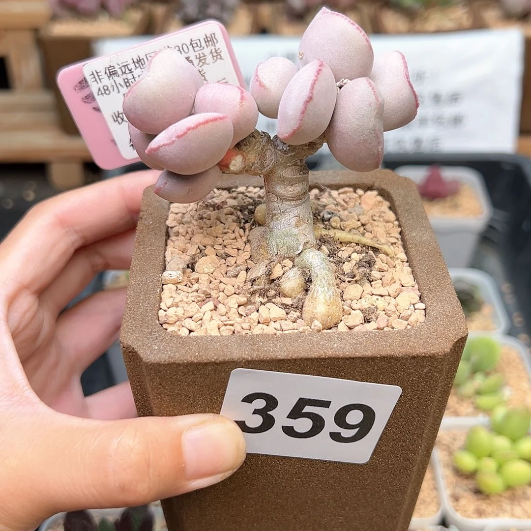 花*妖359白肌红蛋多肉