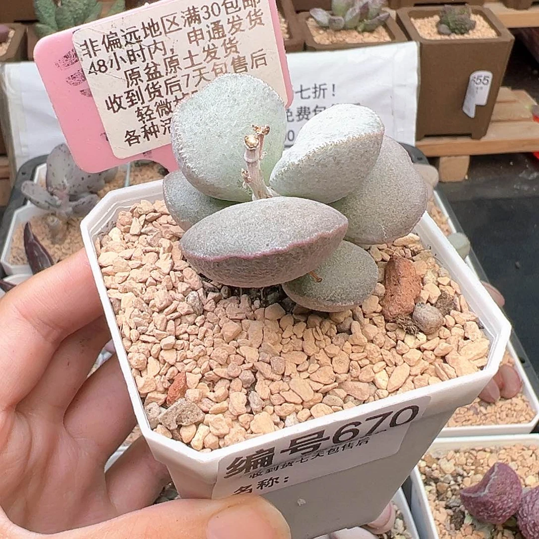 670饺子磨砂蛋多肉