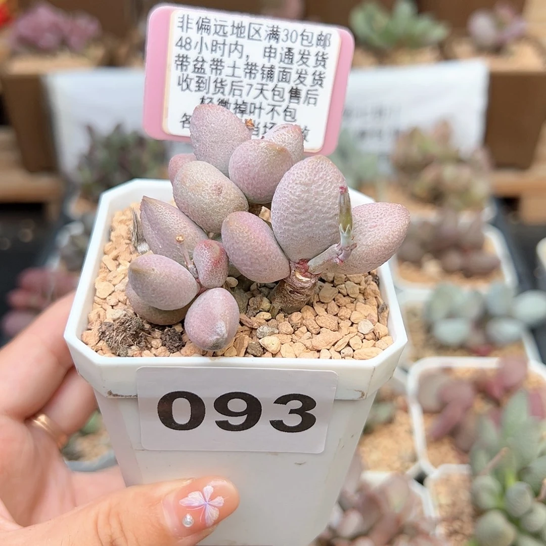 093奶油泡芙多肉植物