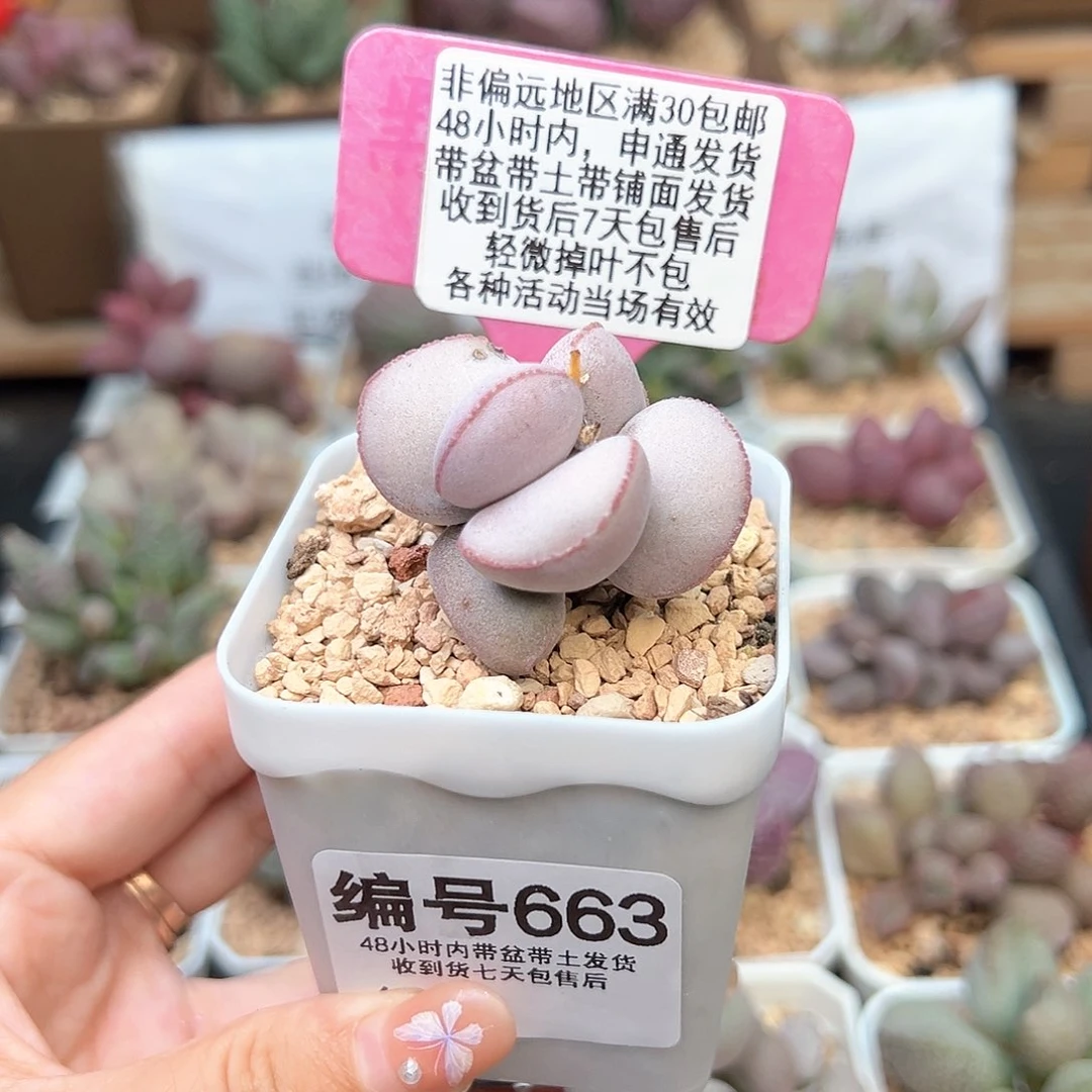 长*663白肌红蛋多肉植物