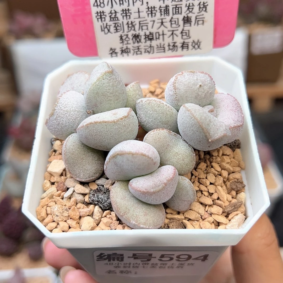 594硬叶白蛋多肉