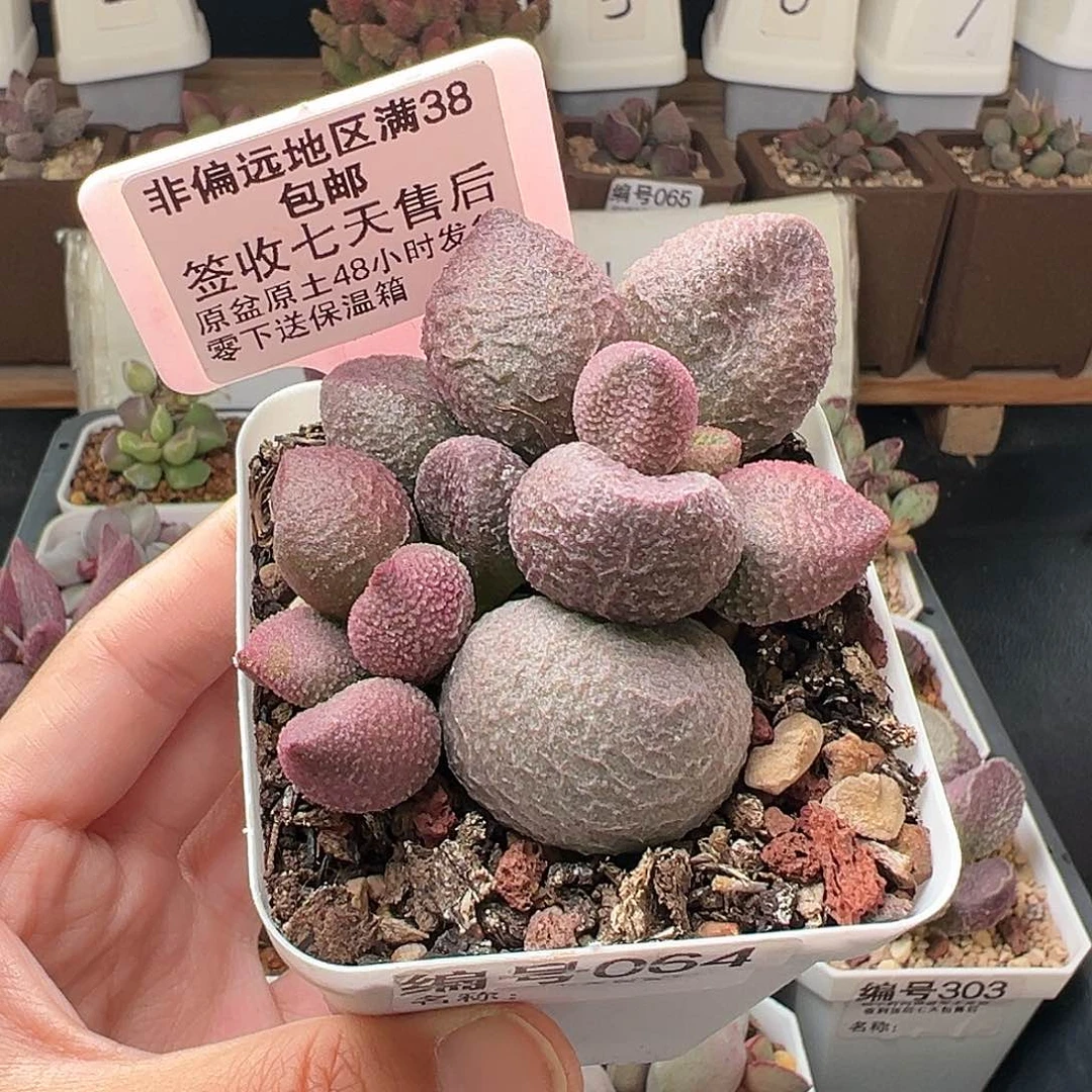 064水蜜桃多肉植物