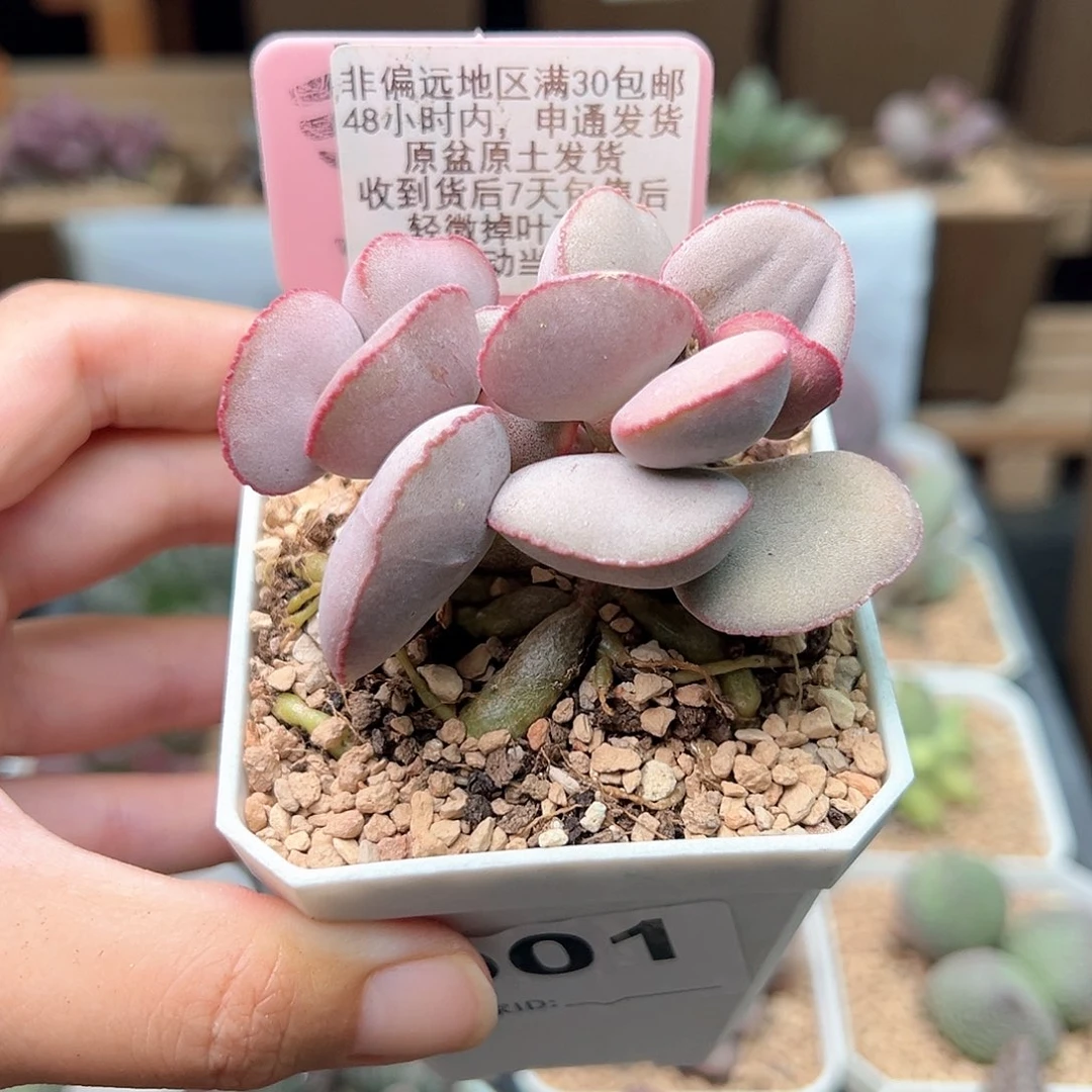 1*?901白肌红蛋多肉
