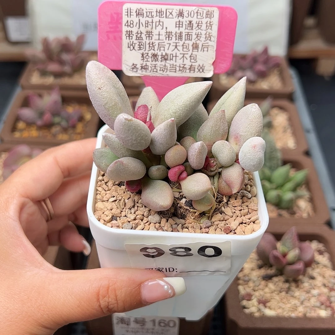 980白糖豆多肉植物