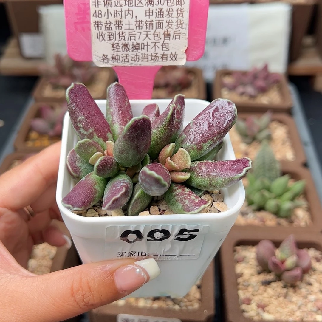 095紫库博多肉植物