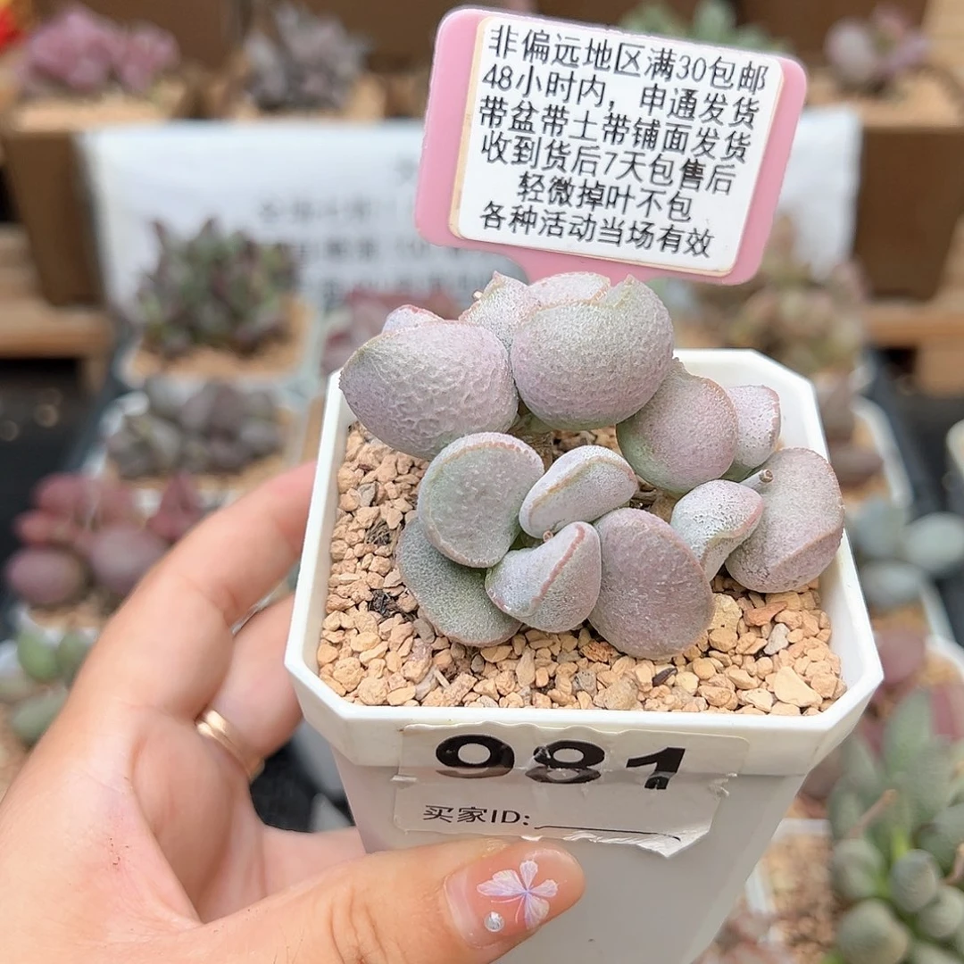 981粉雪蛋多肉植物