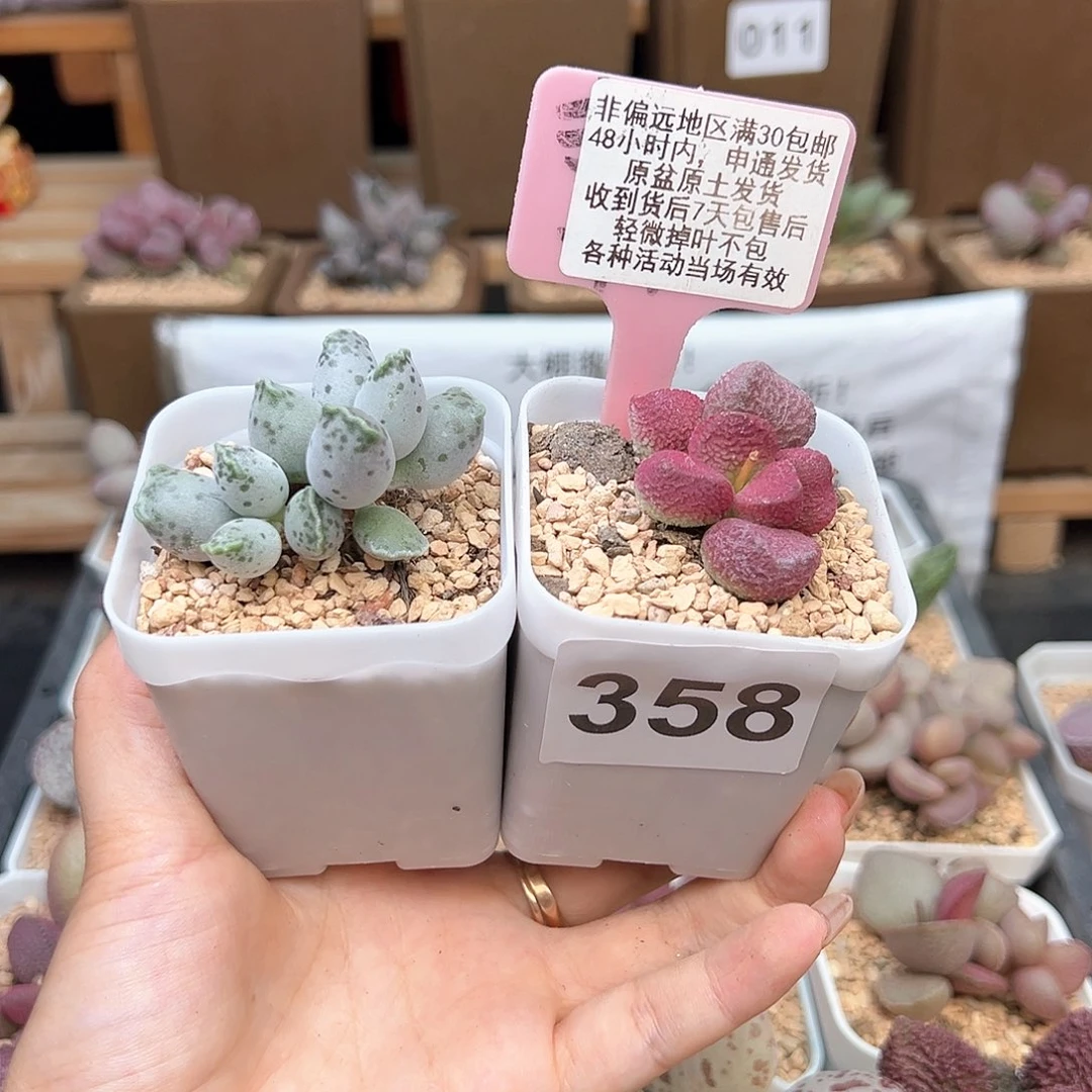 啊***啊358白肌海豹夏娃多肉植物