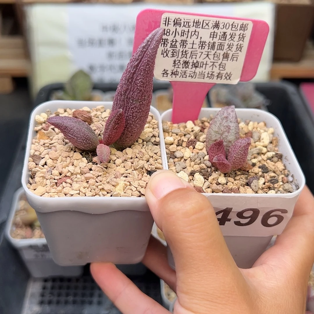 496猪尾巴融化纹猪肝